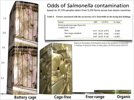 Salmonella contamination much less likely from free range, organic eggs